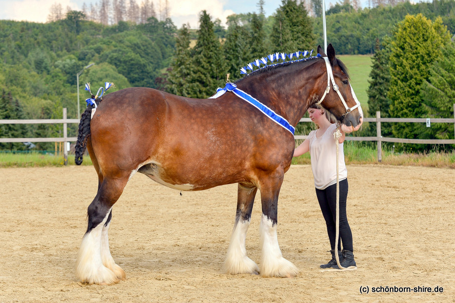 Shire Horse Hengst Farleyshire Pride